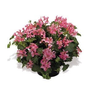 Decora Rose çift renk sarkan sakız sardunya fidesi 1 adet fide