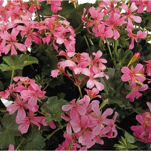 Decora Rose çift renk sarkan sakız sardunya fidesi 1 adet fide