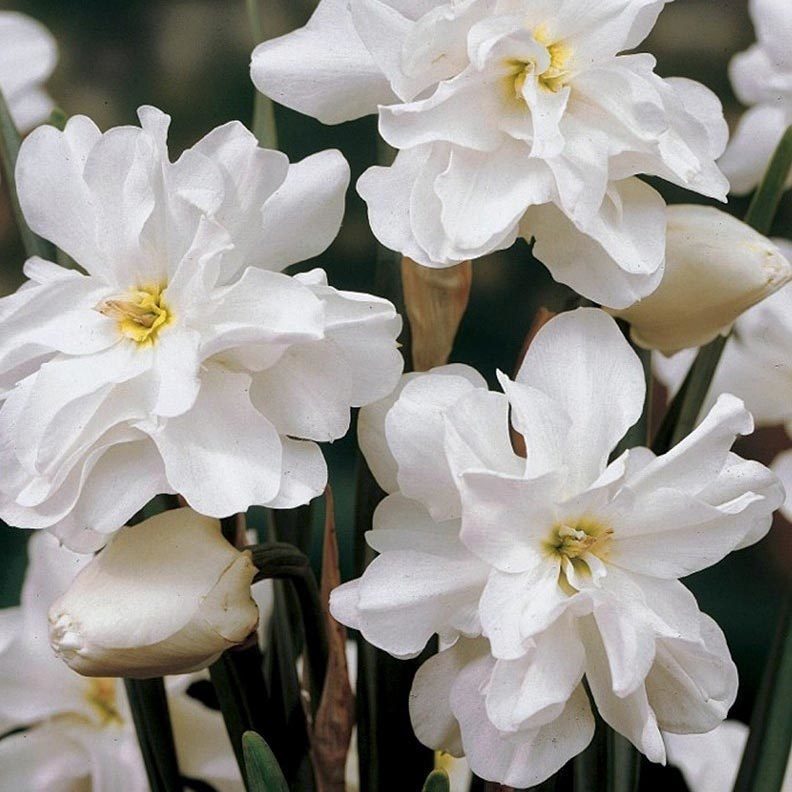 Albo plenus odoratus nergis soğanı hoş kokulu 5 adet