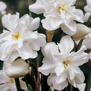 Albo plenus odoratus nergis soğanı hoş kokulu 5 adet