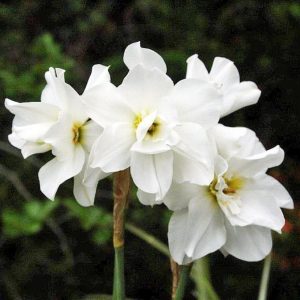 Albo plenus odoratus nergis soğanı hoş kokulu 5 adet