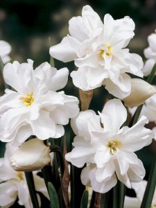 Albo plenus odoratus nergis soğanı hoş kokulu 5 adet