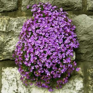 Sarkan aubrieta tohumu mor çiçekli obrezya tohumu
