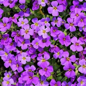 Sarkan aubrieta tohumu mor çiçekli obrezya tohumu