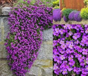 Sarkan aubrieta tohumu mor çiçekli obrezya tohumu