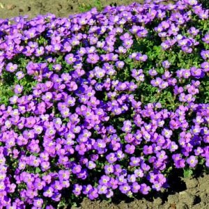 Sarkan aubrieta tohumu mor çiçekli obrezya tohumu