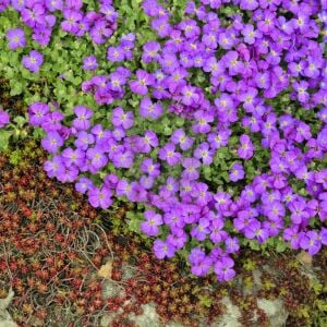 Sarkan aubrieta tohumu mor çiçekli obrezya tohumu