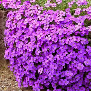 Sarkan aubrieta tohumu mor çiçekli obrezya tohumu