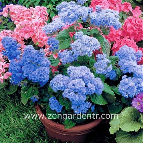 Mavi vapur dumanı tohumu vilmorin ageratum