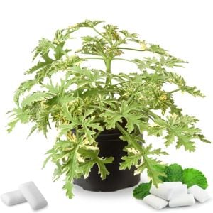 Peppermint Nane kokulu sardunya pelargonium odorata
