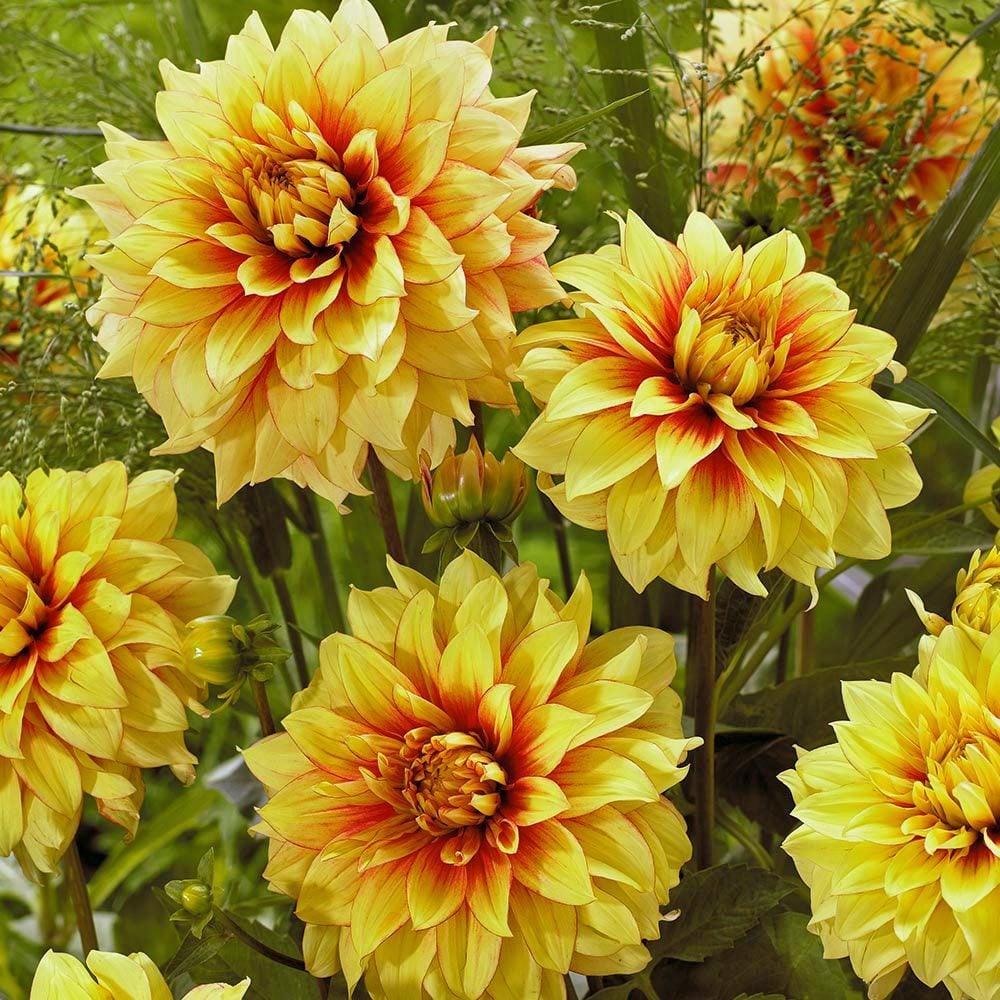 Dazzling Sun dahlia soğanı ithal yıldız çiçeği dalya