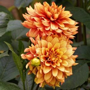 Dazzling Sun dahlia soğanı ithal yıldız çiçeği dalya