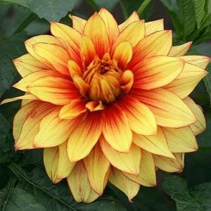 Dazzling Sun dahlia soğanı ithal yıldız çiçeği dalya