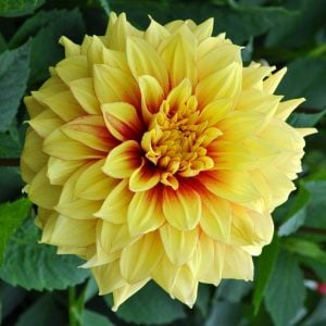 Dazzling Sun dahlia soğanı ithal yıldız çiçeği dalya