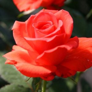 Lady rose yoğun kokulu gül fidanı aşılı 3+ yaş