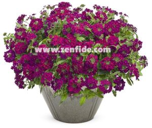 Şarap kırmızı sarkan mine çiçeği fidesi verbena samira burgundy 3 fide