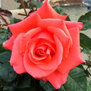 Lady rose yoğun kokulu gül fidanı aşılı 3+ yaş