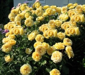 Lemon Pompon hafif kokulu gül fidanı aşılı 3+ yaş