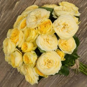 Lemon Pompon hafif kokulu gül fidanı aşılı 3+ yaş