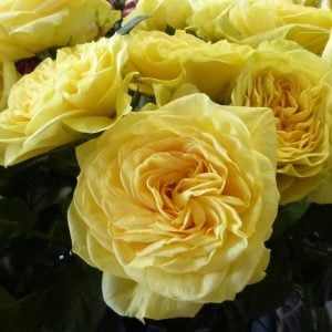 Lemon Pompon hafif kokulu gül fidanı aşılı 3+ yaş