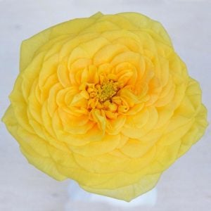 Lemon Pompon hafif kokulu gül fidanı aşılı 3+ yaş