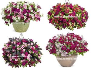 Şarap kırmızı sarkan mine çiçeği fidesi verbena samira burgundy 7 yada 9 cm saksıda