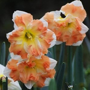 Cum laude odoratus nergis soğanı hoş kokulu 5 adet