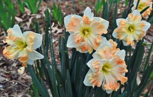 Cum laude odoratus nergis soğanı hoş kokulu 5 adet