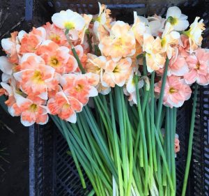 Cum laude odoratus nergis soğanı hoş kokulu 5 adet