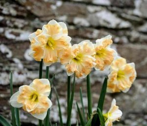 Cum laude odoratus nergis soğanı hoş kokulu 5 adet