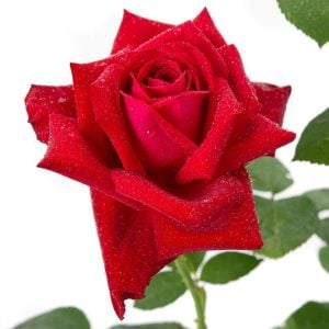 Liebeszauber yoğun kokulu gül fidanı aşılı 3+ yaş