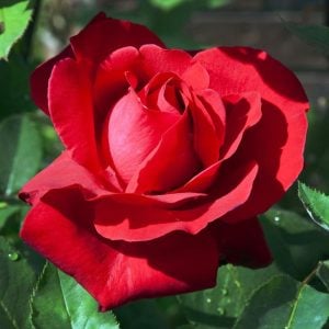 Liebeszauber yoğun kokulu gül fidanı aşılı 3+ yaş