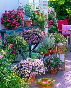 Pac Angeleyes Pembe sardunya fidesi melek gözü sardunya