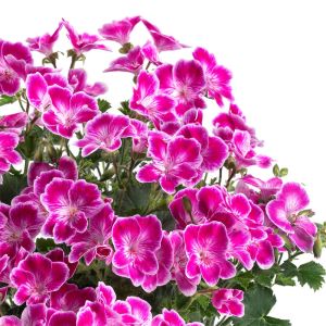 Pac Angeleyes Pembe sardunya fidesi melek gözü sardunya