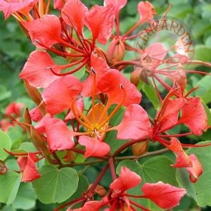 Bauhinia galpinii tohumu kırmızı orkide ağacı