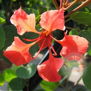 Bauhinia galpinii tohumu kırmızı orkide ağacı