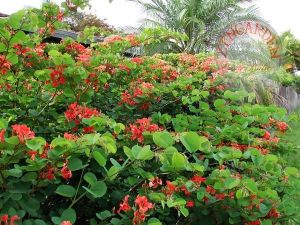 Bauhinia galpinii tohumu kırmızı orkide ağacı