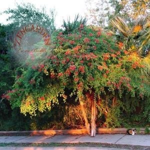Bauhinia galpinii tohumu kırmızı orkide ağacı