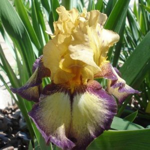 Bullwinkle iris süsen çiçeği soğanı iris germanica