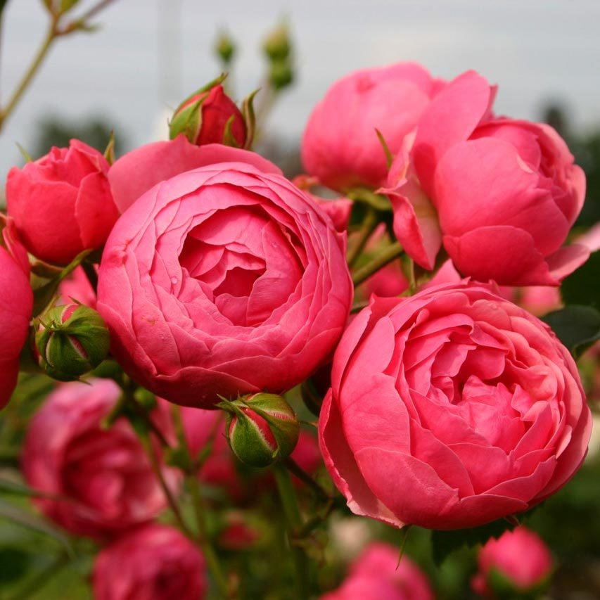 Pompenella hafif kokulu gül fidanı aşılı 3+ yaş