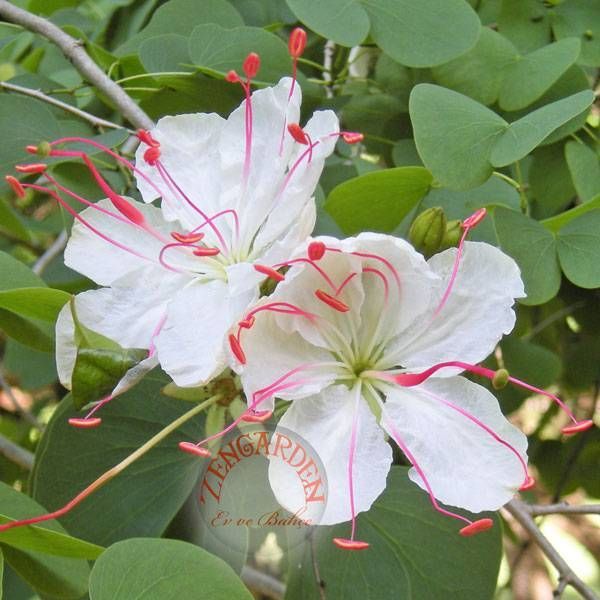 Bauhinia hookeri tohumu beyaz orkide ağacı
