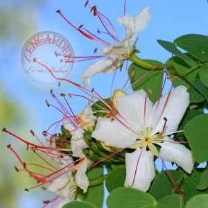 Bauhinia hookeri tohumu beyaz orkide ağacı