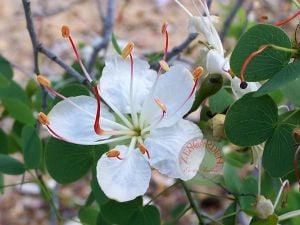 Bauhinia hookeri tohumu beyaz orkide ağacı
