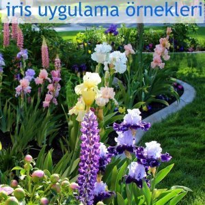 Arpege iris süsen çiçeği soğanı iris germanica