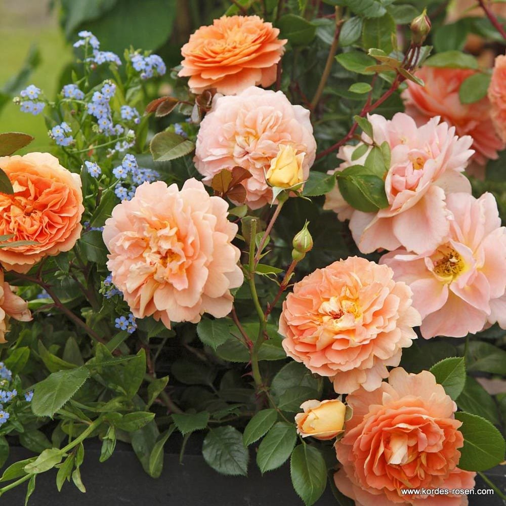 Sangerhauser kokulu kayısı gül fidanı aşılı 3+ yaş