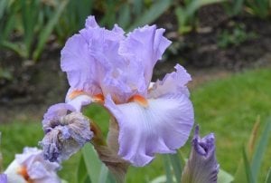 Lilac haze iris süsen çiçeği soğanı iris germanica