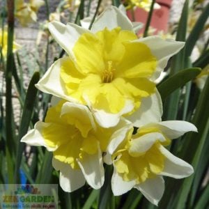 Prom Dance nergis soğanı hoş kokulu 5 adet