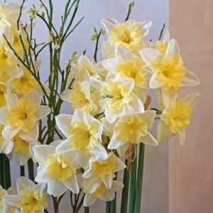 Prom Dance nergis soğanı hoş kokulu 5 adet