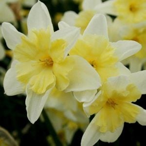 Prom Dance nergis soğanı hoş kokulu 5 adet