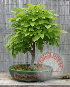 Acer tataricum akçaağaç tohumu subsp. ginnalla kırmızı tatar akça ağacı